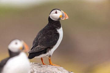 Atlantic puffins on Farne Islands in Northern England. The Farne Islands are a group of islands off the coast of Northumberland, England.
