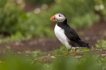 Atlantic puffins on Farne Islands in Northern England. The Farne Islands are a group of islands off the coast of Northumberland, England.
