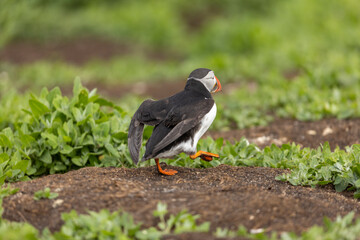 Atlantic puffins on Farne Islands in Northern England. The Farne Islands are a group of islands off the coast of Northumberland, England.