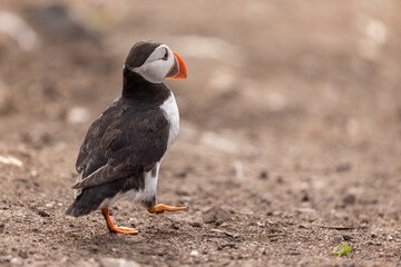 Atlantic puffins on Farne Islands in Northern England. The Farne Islands are a group of islands off the coast of Northumberland, England.
