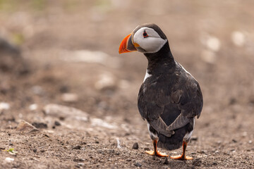 Atlantic puffins on Farne Islands in Northern England. The Farne Islands are a group of islands off the coast of Northumberland, England.