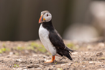 Atlantic puffins on Farne Islands in Northern England. The Farne Islands are a group of islands off the coast of Northumberland, England.