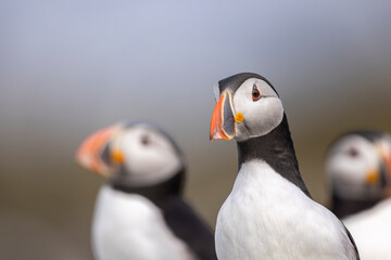 Atlantic puffins on Farne Islands in Northern England. The Farne Islands are a group of islands off the coast of Northumberland, England.