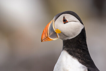 Naklejka premium Atlantic puffins on Farne Islands in Northern England. The Farne Islands are a group of islands off the coast of Northumberland, England.