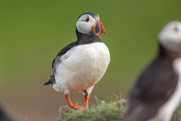 Atlantic puffins on Farne Islands in Northern England. The Farne Islands are a group of islands off the coast of Northumberland, England.