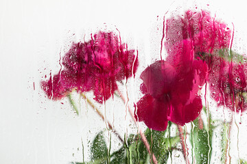 Bouquet pink peonies, silhouette peony behind wet glass. Water rain drops on wet window glass, peony flowers spring bloom. Abstract floral background. 