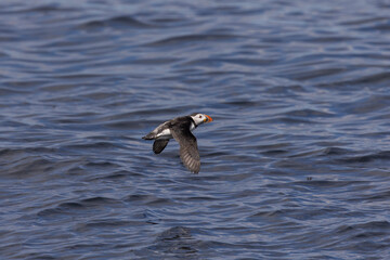 Atlantic puffins on Farne Islands in Northern England. The Farne Islands are a group of islands off the coast of Northumberland, England.
