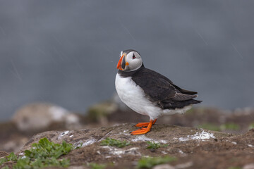 Atlantic puffins on Farne Islands in Northern England. The Farne Islands are a group of islands off the coast of Northumberland, England.