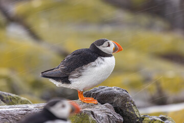 Atlantic puffins on Farne Islands in Northern England. The Farne Islands are a group of islands off the coast of Northumberland, England.