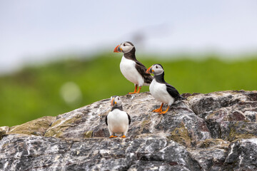 Atlantic puffins on Farne Islands in Northern England. The Farne Islands are a group of islands off the coast of Northumberland, England.