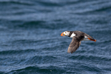 Atlantic puffins on Farne Islands in Northern England. The Farne Islands are a group of islands off the coast of Northumberland, England.