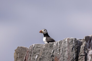 Atlantic puffins on Farne Islands in Northern England. The Farne Islands are a group of islands off the coast of Northumberland, England.