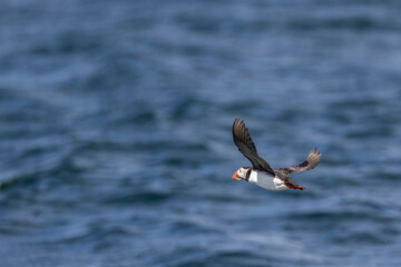 Fototapeta na wymiar Atlantic puffins on Farne Islands in Northern England. The Farne Islands are a group of islands off the coast of Northumberland, England.