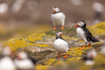 Atlantic puffins on Farne Islands in Northern England. The Farne Islands are a group of islands off the coast of Northumberland, England.