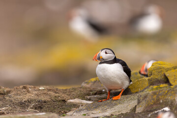 Atlantic puffins on Farne Islands in Northern England. The Farne Islands are a group of islands off the coast of Northumberland, England.