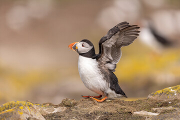 Atlantic puffins on Farne Islands in Northern England. The Farne Islands are a group of islands off the coast of Northumberland, England.
