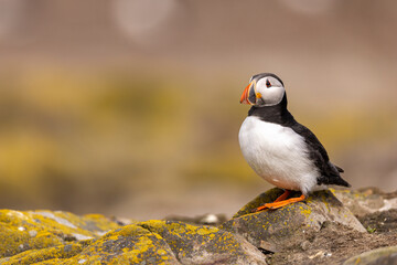 Atlantic puffins on Farne Islands in Northern England. The Farne Islands are a group of islands off the coast of Northumberland, England.