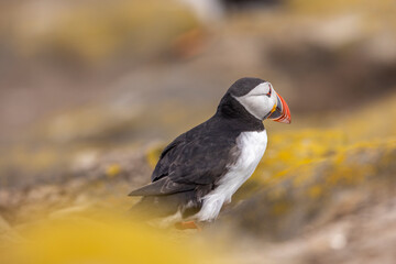 Atlantic puffins on Farne Islands in Northern England. The Farne Islands are a group of islands off the coast of Northumberland, England.