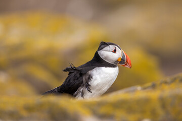 Atlantic puffins on Farne Islands in Northern England. The Farne Islands are a group of islands off the coast of Northumberland, England.