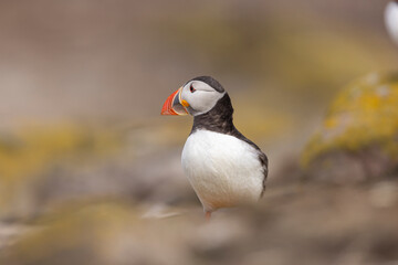 Atlantic puffins on Farne Islands in Northern England. The Farne Islands are a group of islands off the coast of Northumberland, England.