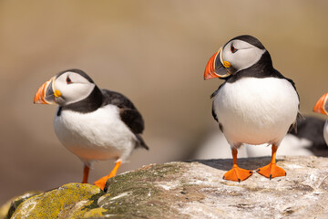 Atlantic puffins on Farne Islands in Northern England. The Farne Islands are a group of islands off the coast of Northumberland, England.