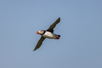 Atlantic puffins on Farne Islands in Northern England. The Farne Islands are a group of islands off the coast of Northumberland, England.