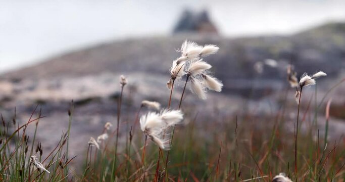 Wool grass in the wind, in front of norwegian highlands
