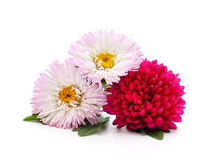Pink and red chrysanthemum with leaves.