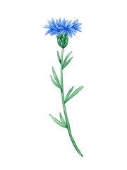 Watercolor bachelor button or cornflower isolated. Hand drawn field flower illustration