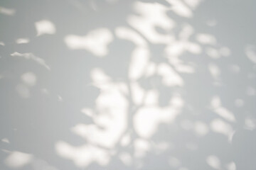 Shadow of foliage on white background. Overlay.