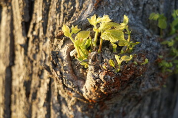 Eine Lindenallee in Brandenburg bringt die seltsamsten Figuren an den gestutzten Baumkronen und dem Stamm hervor