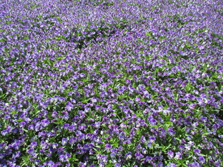 春の花壇に美しく咲き誇る、青や紫が鮮やかなビオラ（パンジー）