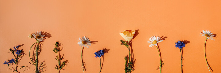 Flowers row on orange background, web banner. © Татьяна Максимова