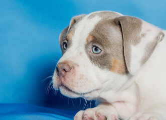 Beautiful purebred little puppy on a blue background.