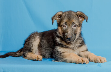 Beautiful puppy of the German Shepherd breed on a blue background.