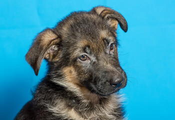 Beautiful puppy of the German Shepherd breed on a blue background.