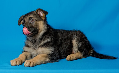 Beautiful puppy of the German Shepherd breed on a blue background.