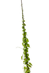 Heart shaped leaf vine plant climbing isolated on white background.