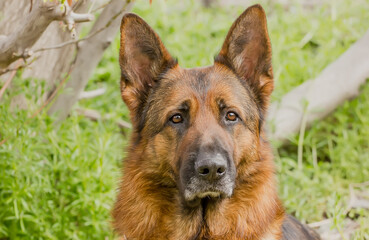 Portrait of a beautiful German Shepherd dog breed.