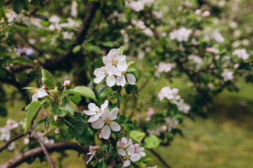 Blooming apple tree branches in spring garden. Close up for white apple flower buds on a branch. Springtime concept, floral vertical background