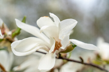Fototapeta na wymiar Alone magnolia flower in tree closeup vibrant colors and blurred background