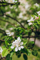 Blooming apple tree branches in spring garden. Close up for white apple flower buds on a branch. Springtime concept, floral vertical background