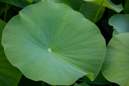 American Lotus Leaf Nelumbo Lutea Wallpaper