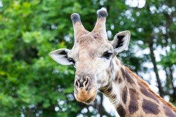 Face of giraffe up close
