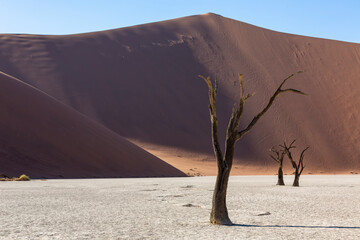 Fototapeta na wymiar Dead camelthorn trees in front of high sand dunes
