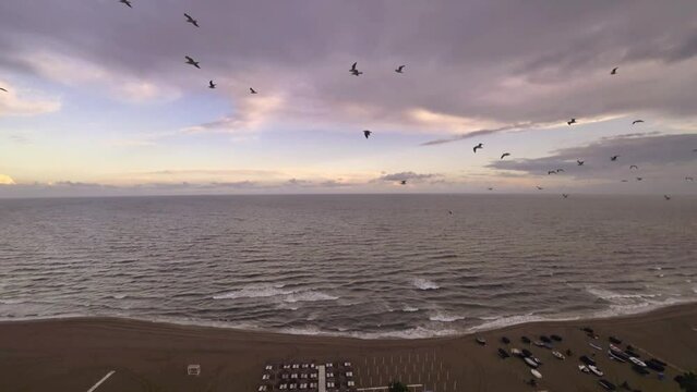 Seagulls flying over beach at sunset