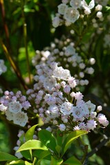 カルミア　Kalmia