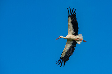 Storch im Flug