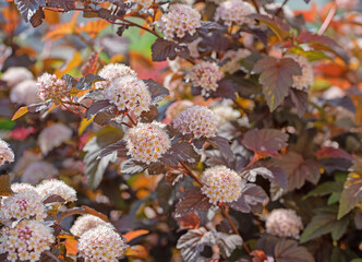 Blühende dunkelrote Blasenspiere, Physocarpus opulifolius