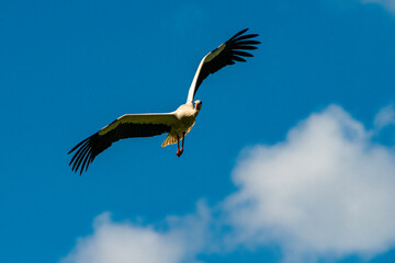 Storch im Flug